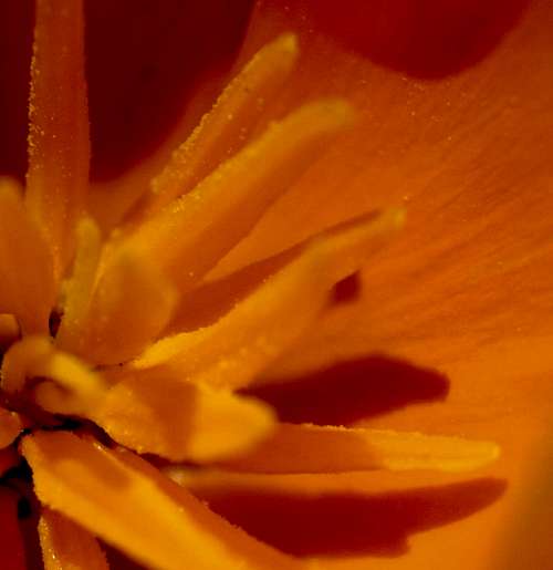 High Desert Wild Flower