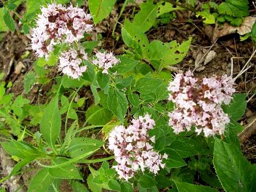 Wild Oregano