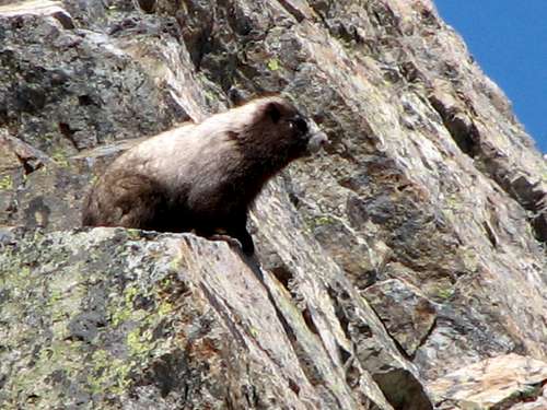 Marmot in the Goat Rocks