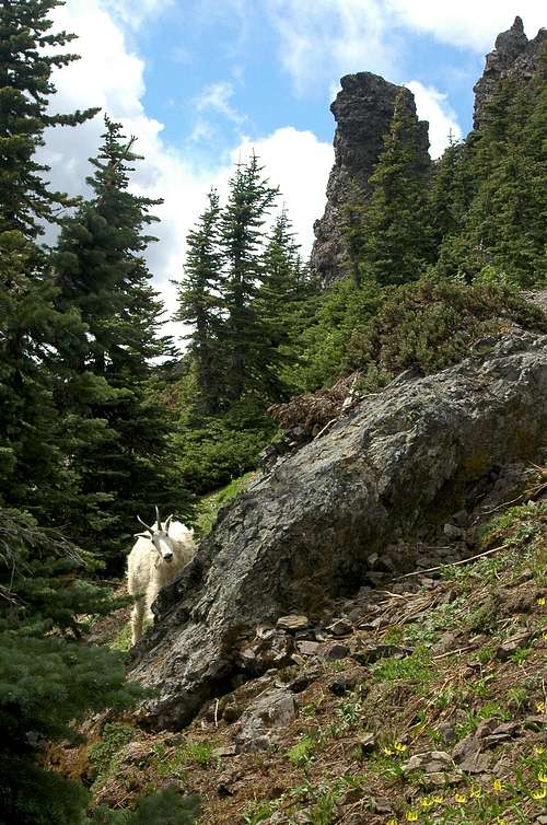 Mt. Ellinor Trail - Goats Galore!