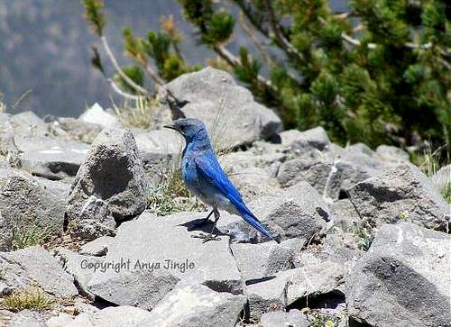 My third encounter with Mountain Bluebird