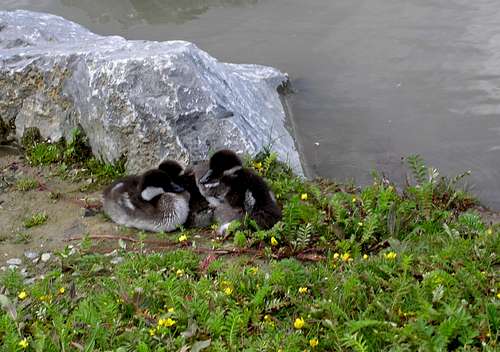Baby Canada Geese