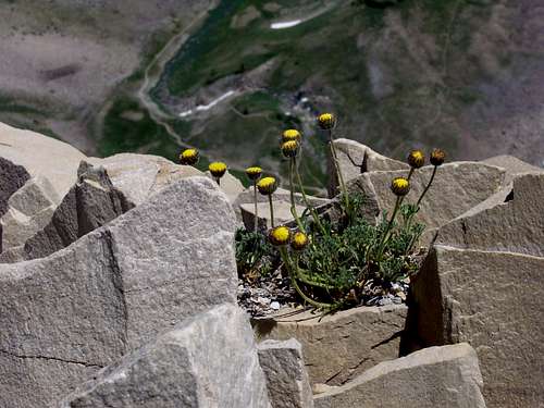 Yellow Flower on Timp's Summit