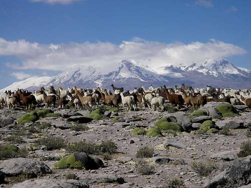 A Herd of Llamas and Nevado Coropuna