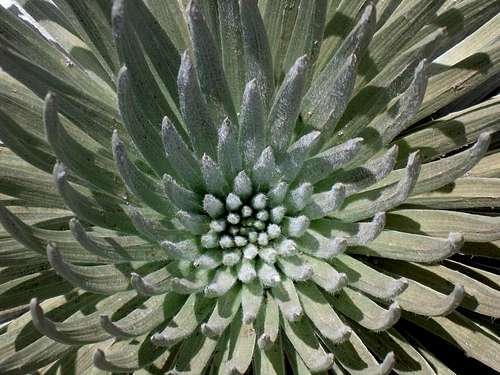 Haleakalâ silversword shrub up close