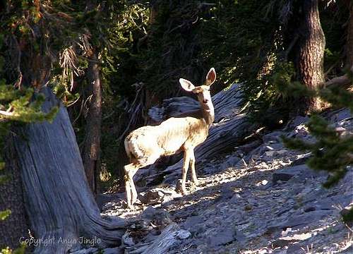 Mule Deer Doe