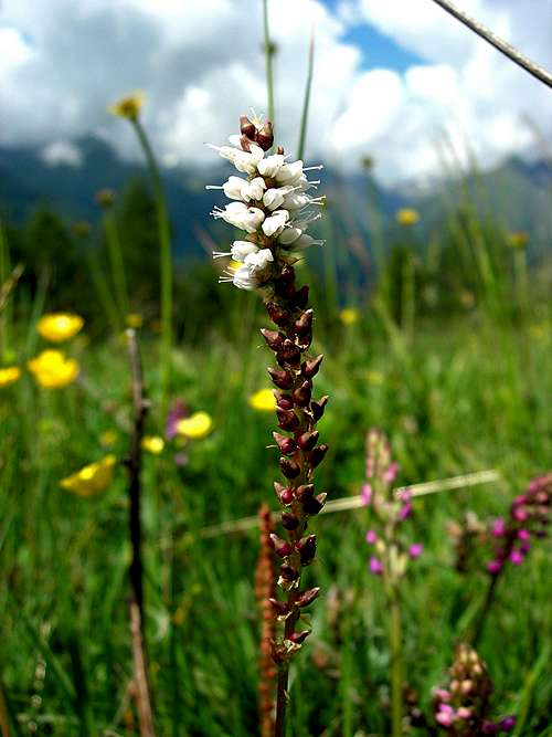 Alpine Bistort <b><i>Polygonum viviparum