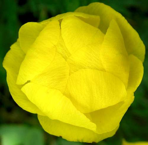 Globe flower  <b><i>Trollius europaeus
