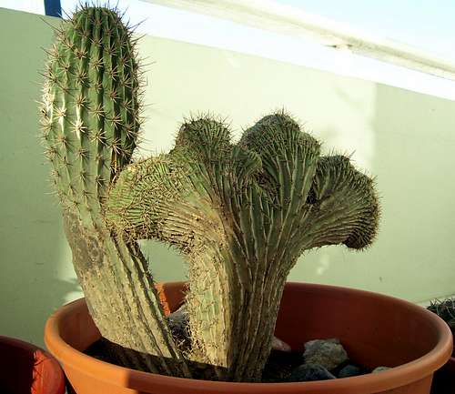 Cactus Monstruosa