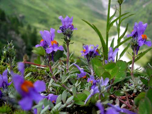 alpine toadflax <i><b>Linaria alpina</b></I>
