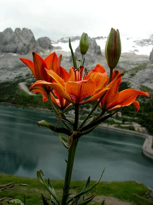 Orange Lily <b><i>Lilium bulbiferum