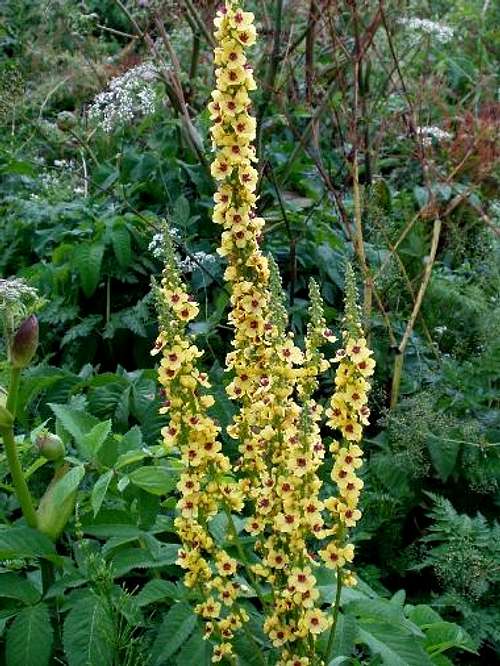 Dark Mullein