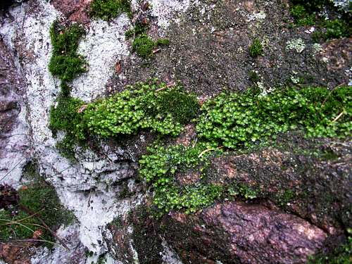 Lichens and mosses...