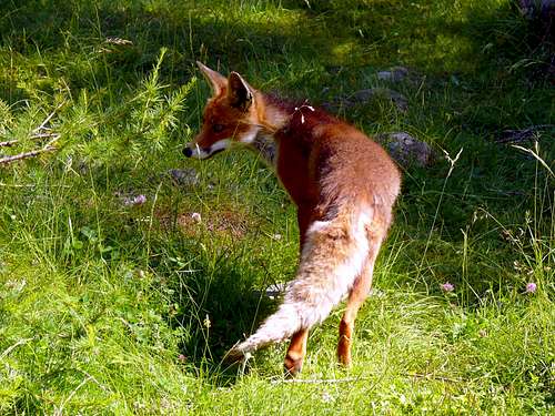 The Fox (Valnontey, Gran Paradiso), 13 luglio 2007