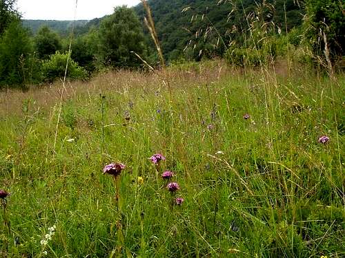 Dianthus compactus