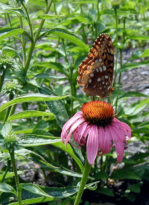 Butterflies of the Catoctin Mountains