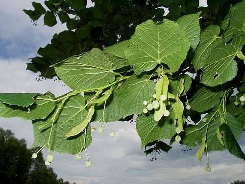 Fruits and Leaves of Linden Tree