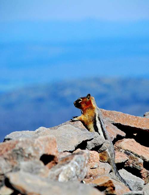 King of the Mountain