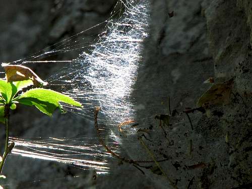 Crazy spiderweb