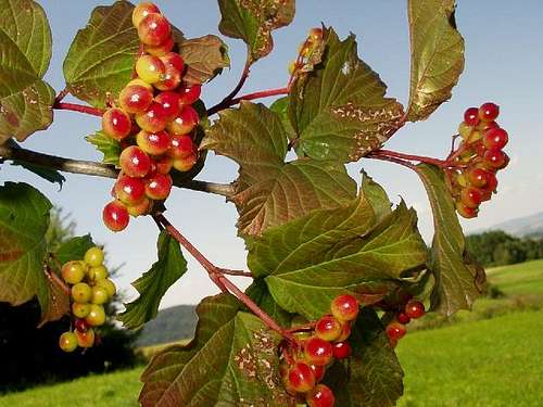 The Ripening Fruits of European Cranberrybush