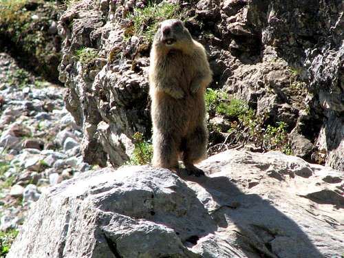 An alpine marmot