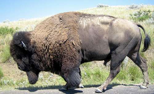 A Giant Buffalo