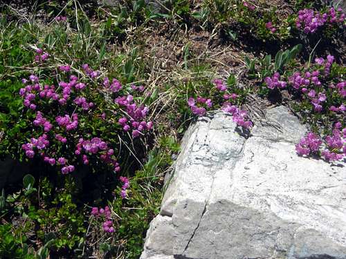 A patch of Kalmia in full bloom