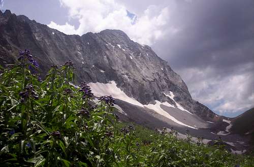Capitol Peak with wildflowers
