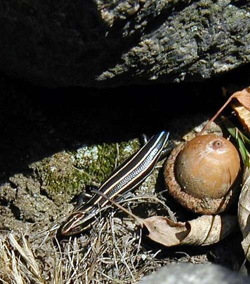 Blue-tailed Skink