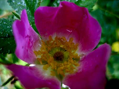 a rose form Col des Montets