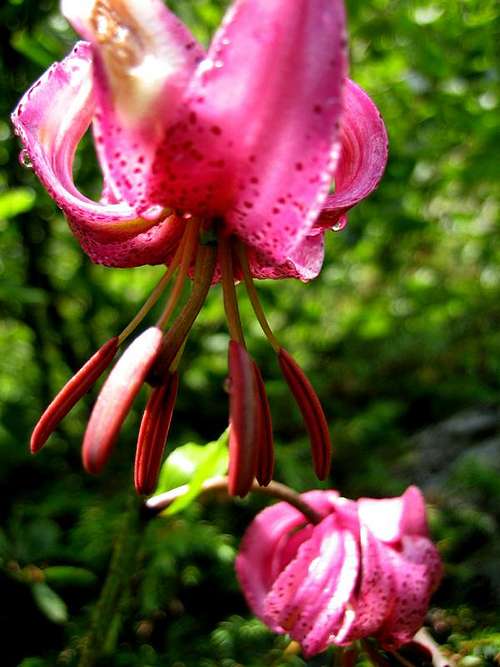 alpine wild lily