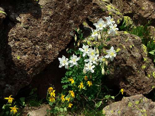 Orno Peak Flowers