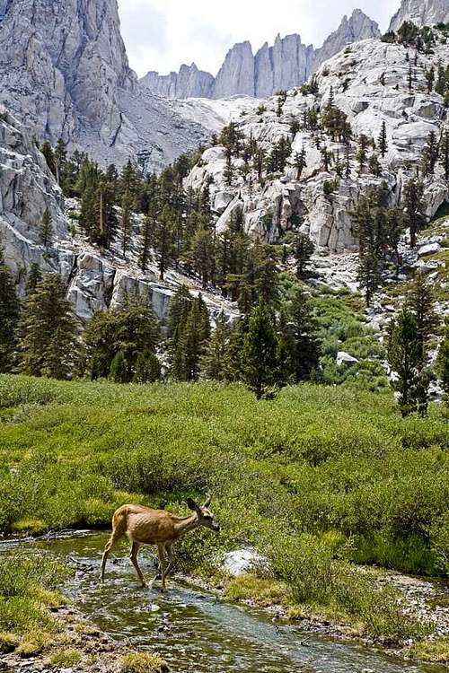 DEER AND MT. WHITNEY