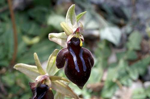 Ophrys spruneri s.str.