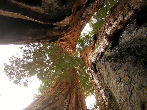 The Three Sequoias