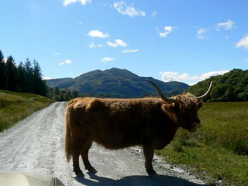 Highland Cow and Ben Venue