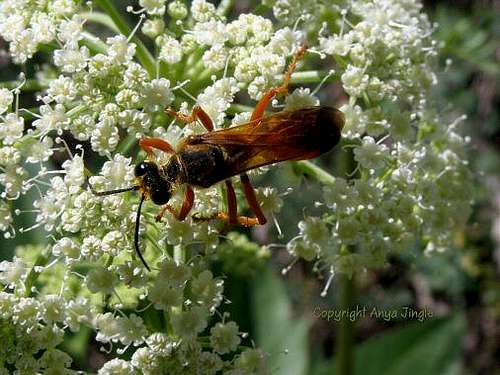 Wasp on Rough Angelica