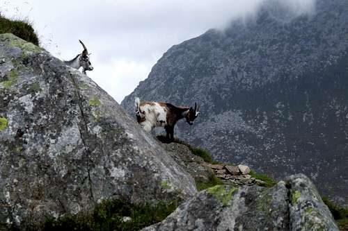 Some goats on North Ridge