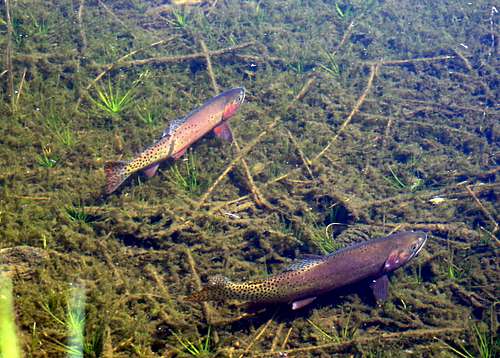 Two Greenback Cutthroat Trout