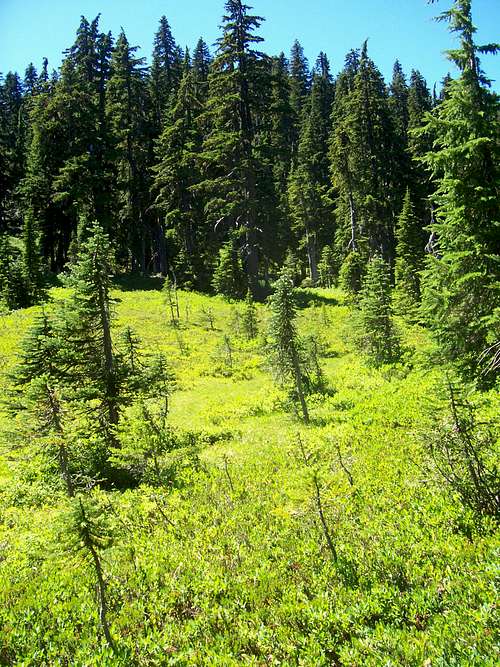 A nice little meadow