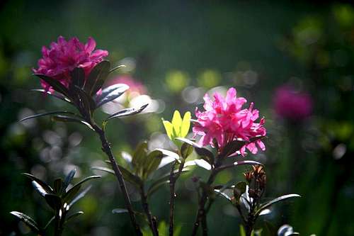 Azalea(Rhododendron)