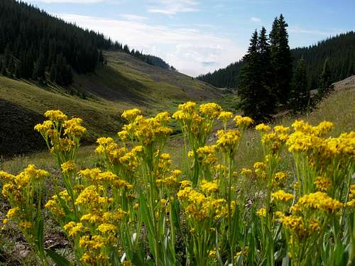 Creede Co.  flowers