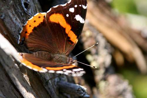 Red Admiral (sunning)