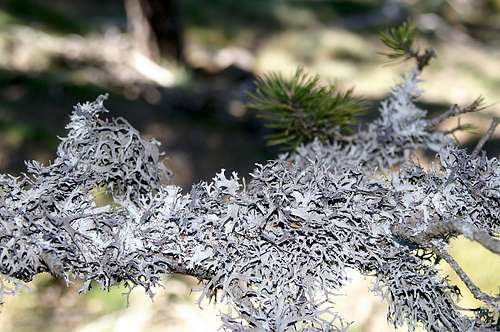 Parmelia on a pine branch