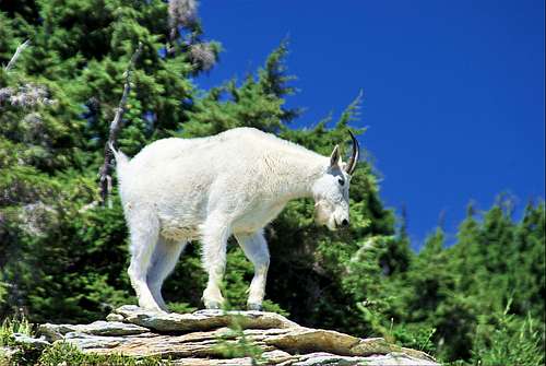 Mountain Goat on St.Paul Peak