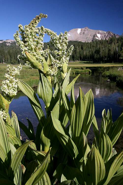 California Corn Lily and Lassen Peak