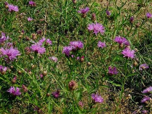 Brown Knapweed