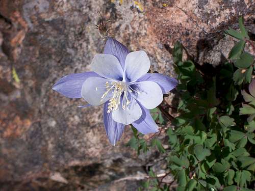 Columbine in valley, approach to Fletcher Mountain