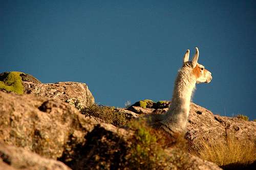 Llamas on the Rocks