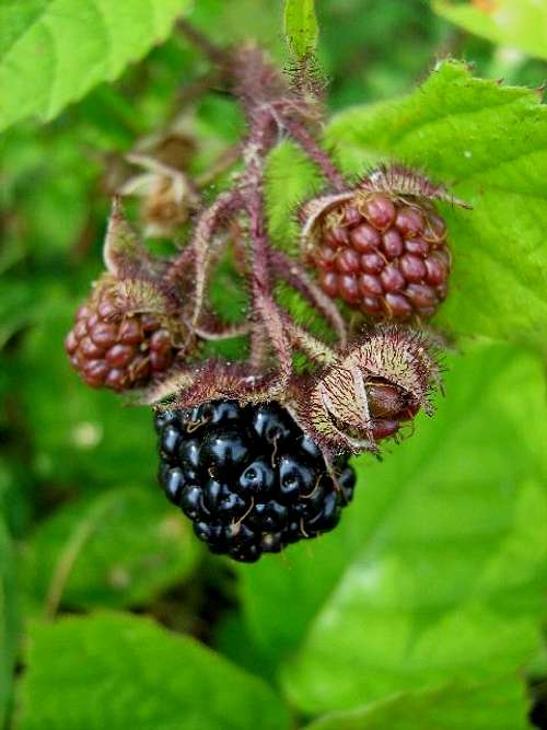  Fruit of Wild Blackberry